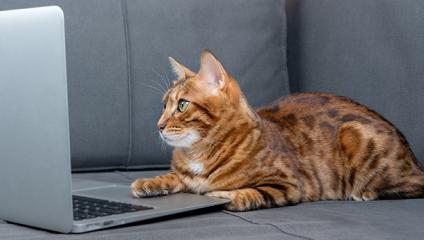 Orange Cat on a Laptop