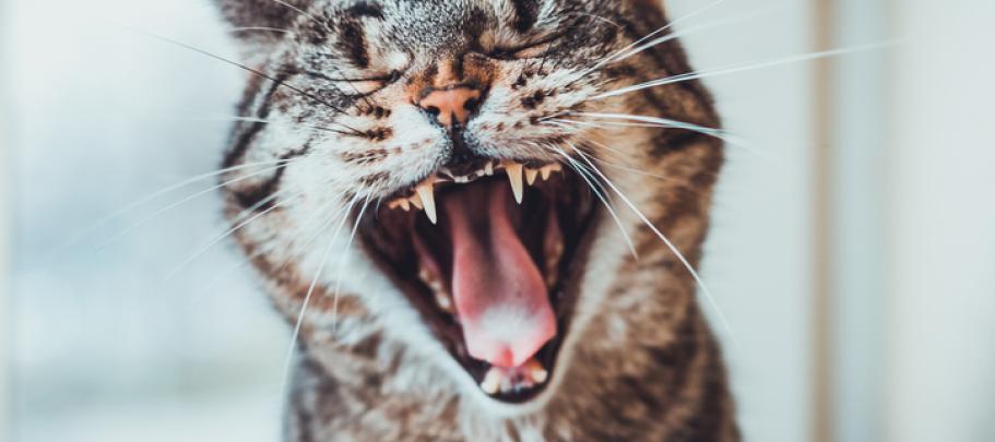 This yawning cat knows how boring employee town halls can be