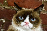 Photo of Tartar Sauce, also known as Grumpy Cat, © Grumpy Cat Limited