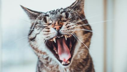 This yawning cat knows how boring employee town halls can be