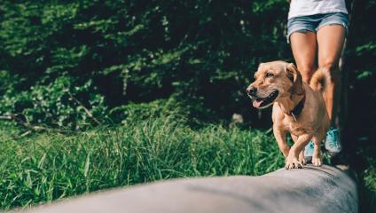 Dog measurement walk in park success