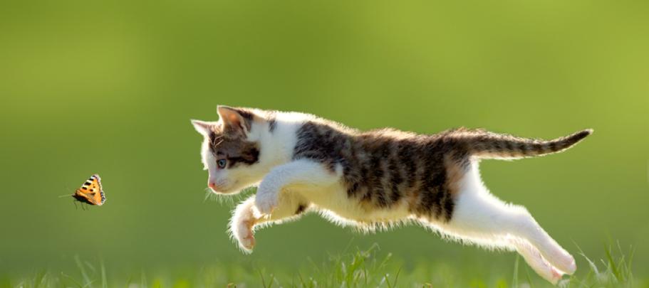 Just as a cat leaps chasing a butterfly, you can boost internal communication